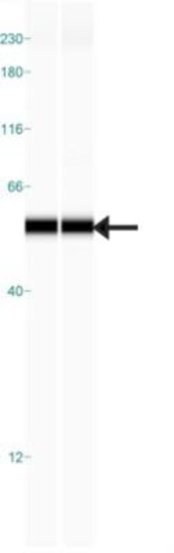 SAMM50 Antibody, Novus Biologicals:Antibodies:Primary Antibodies