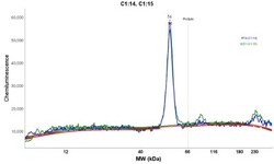 SAMM50 Antibody, Novus Biologicals:Antibodies:Primary Antibodies