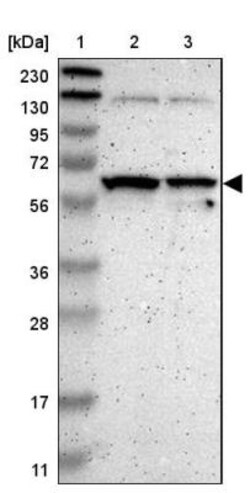 SAMSN1 Antibody, Novus Biologicals 0.1 mL | Buy Online | Novus Biologicals | Fisher Scientific