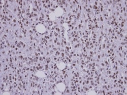 SAP130 Antibody, Novus Biologicals 0.1mg; Unlabeled:Antibodies, Polyclonal