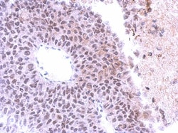 SAP130 Antibody, Novus Biologicals 0.1mL; Unlabeled:Antikörper