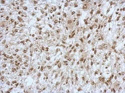 SAP130 Antibody, Novus Biologicals 0.1mL; Unlabeled:Antibodies, Polyclonal