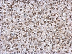 SAP130 Antibody, Novus Biologicals 0.1mL; Unlabeled:Antibodies, Polyclonal