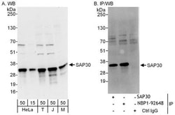 SAP30 Antibody, Novus Biologicals 0.1mg; Unlabeled:Antibodies, Polyclonal