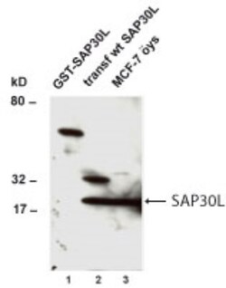 SAP30L Antibody - BSA Free, Novus Biologicals 0.1mL; Unlabeled:Antibodies,