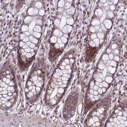 SAPCD2 Antibody, Novus Biologicals:Antibodies:Primary Antibodies