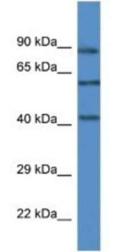 p38 gamma/SAPK3 Antibody, Novus Biologicals 100&mu;L; Unlabeled:Antibodies,