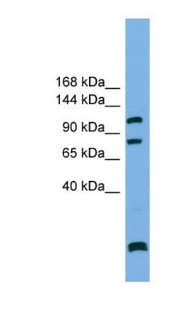 SAPS1 Antibody, Novus Biologicals 100&mu;L; Unlabeled:Antibodies, Polyclonal