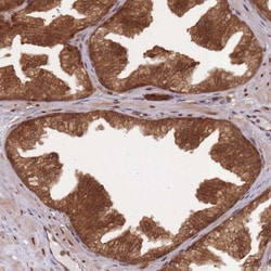 SAPS3 Antibody, Novus Biologicals:Antibodies:Primary Antibodies