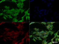 SARM1 Antibody - BSA Free, Novus Biologicals 0.1mg; Unlabeled:Antibodies,