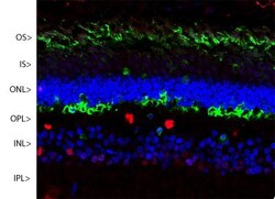 S-arrestin Antibody (S128), Novus Biologicals:Antibodies:Primary Antibodies