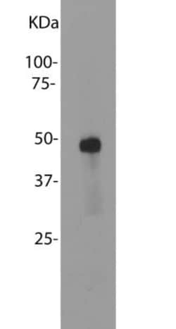 S-arrestin Antibody (S128), Novus Biologicals:Antibodies:Primary Antibodies