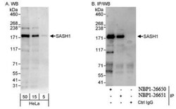 SASH1 Antibody, Novus Biologicals 100 &mu;L | Buy Online | Novus Biologicals | Fisher Scientific