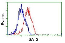 SAT2 Antibody (OTI1C9), Novus Biologicals 0.1mL; Unlabeled:Antibodies,