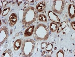 SAT2 Antibody (OTI1C9), Novus Biologicals 0.1mL; Unlabeled:Antibodies,