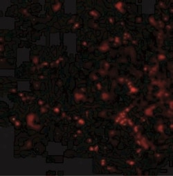 SATB2 Antibody - BSA Free, Novus Biologicals 0.025 mg, Unconjugated:Anticuerpos