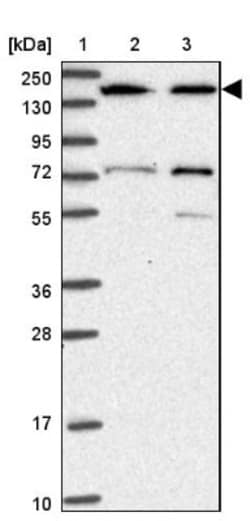 SBF2 Antibody, Novus Biologicals:Antibodies:Primary Antibodies