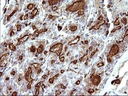 SCAMP2 Antibody (OTI1H10), Novus Biologicals 0.1mL; Unlabeled:Antibodies,