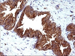 SCAMP2 Antibody (OTI1H10), Novus Biologicals 0.1mL; Unlabeled:Antibodies,