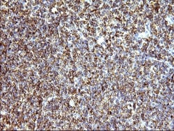 SCAMP2 Antibody (OTI1H10), Novus Biologicals 0.1mL; Unlabeled:Antibodies,