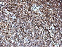 SCAMP2 Antibody (OTI1H10), Novus Biologicals 0.1mL; Unlabeled:Antibodies,