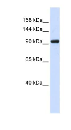 SCAND3 Antibody, Novus Biologicals:Antibodies:Primary Antibodies