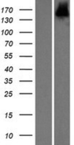Novus Biologicals&trade;&nbsp;SCAND3 Overexpression Lysate