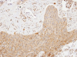 SCAP2 Antibody, Novus Biologicals 0.1mg; Unlabeled:Antibodies, Polyclonal