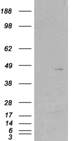 SCAP2 Antibody, Novus Biologicals 0.1mg; Unlabeled:Antibodies, Polyclonal