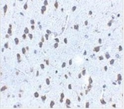 SCF/c-kit Ligand Antibody - BSA Free, Novus Biologicals 0.1mg; Unlabeled:Antibodies,