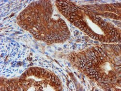 SCFD1 Antibody (OTI5G4), Novus Biologicals 0.1mL; Unlabeled:Antibodies,