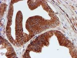 SCFD1 Antibody (OTI5G4), Novus Biologicals 0.1mL; Unlabeled:Antibodies,