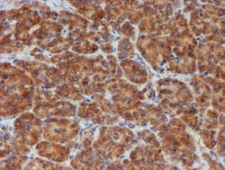 SCFD1 Antibody (OTI5G4), Novus Biologicals 0.1mL; Unlabeled:Antibodies,
