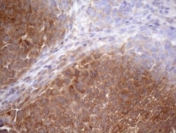 SCFD1 Antibody (OTI10D8), Novus Biologicals 0.1mL; Unlabeled:Antibodies,
