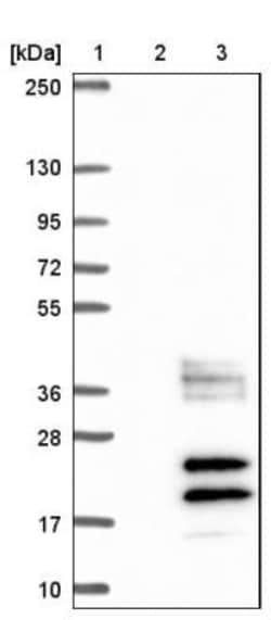 SCGBL Antibody, Novus Biologicals:Antibodies:Primary Antibodies