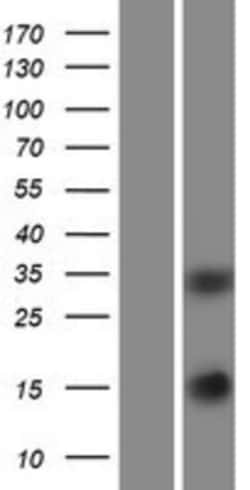 Novus Biologicals&trade;&nbsp;SCGF/CLEC11a Overexpression Lysate