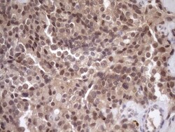 SCMH1 Antibody (OTI5E6), Novus Biologicals 0.1mL; Unlabeled:Antibodies,