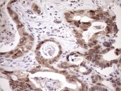 SCMH1 Antibody (OTI5E6), Novus Biologicals 0.1mL; Unlabeled:Antibodies,