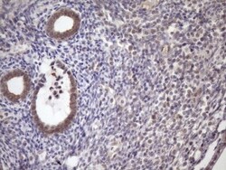 SCMH1 Antibody (OTI5E6), Novus Biologicals 0.1mL; Unlabeled:Antibodies,