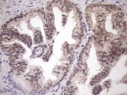SCMH1 Antibody (OTI5E6), Novus Biologicals 0.1mL; Unlabeled:Antibodies,