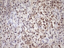 SCMH1 Antibody (OTI5E6), Novus Biologicals 0.1mL; Unlabeled:Antibodies,