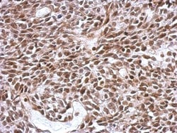 SCML4 Antibody, Novus Biologicals 0.1mL; Unlabeled:Antibodies, Polyclonal