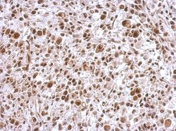 SCML4 Antibody, Novus Biologicals 0.1mL; Unlabeled:Antibodies, Polyclonal