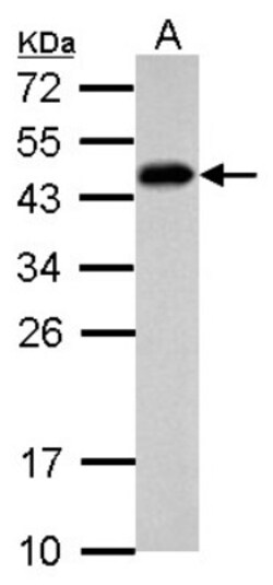 SCML4 Antibody, Novus Biologicals 0.1mL; Unlabeled:Antibodies, Polyclonal
