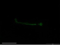 SCN7A Antibody, Novus Biologicals 0.2mL; Unlabeled:Antibodies, Polyclonal