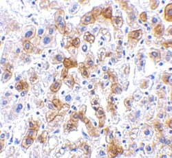 SCO2 Antibody - BSA Free, Novus Biologicals 0.1mg; Unlabeled:Antibodies,