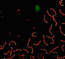 SCP1 Antibody - BSA Free, Novus Biologicals 0.1mL; Unlabeled:Antibodies,
