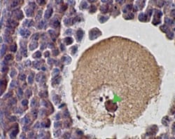 SCP1 Antibody - BSA Free, Novus Biologicals 0.1mL; Unlabeled:Antibodies,