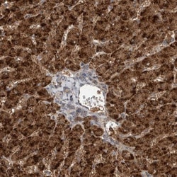 Sterol carrier protein 2 Antibody, Novus Biologicals 25 &mu;L; Unlabeled:Antibodies,