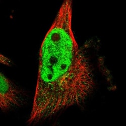 SCRN2 Antibody, Novus Biologicals:Antibodies:Primary Antibodies